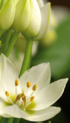 Bachblüte Star of Bethlehem